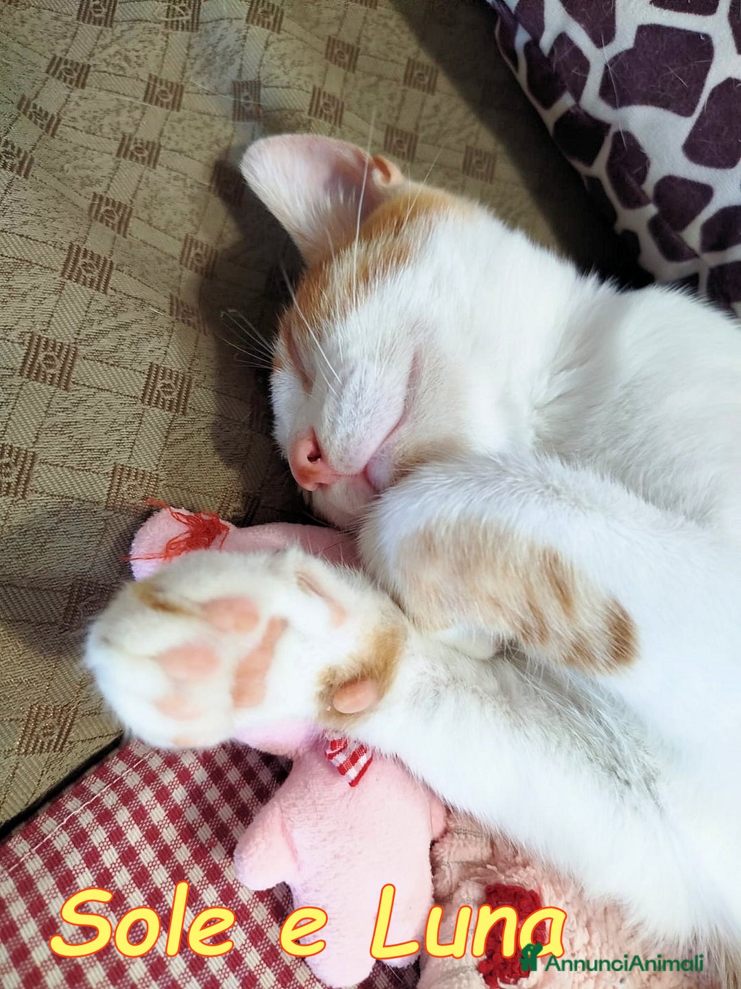 Europeo gatti in regalo: SOLE E LUNA GATTINI SUPERBELLI a Città metropolitana di Roma Capitale - Annuncio 2