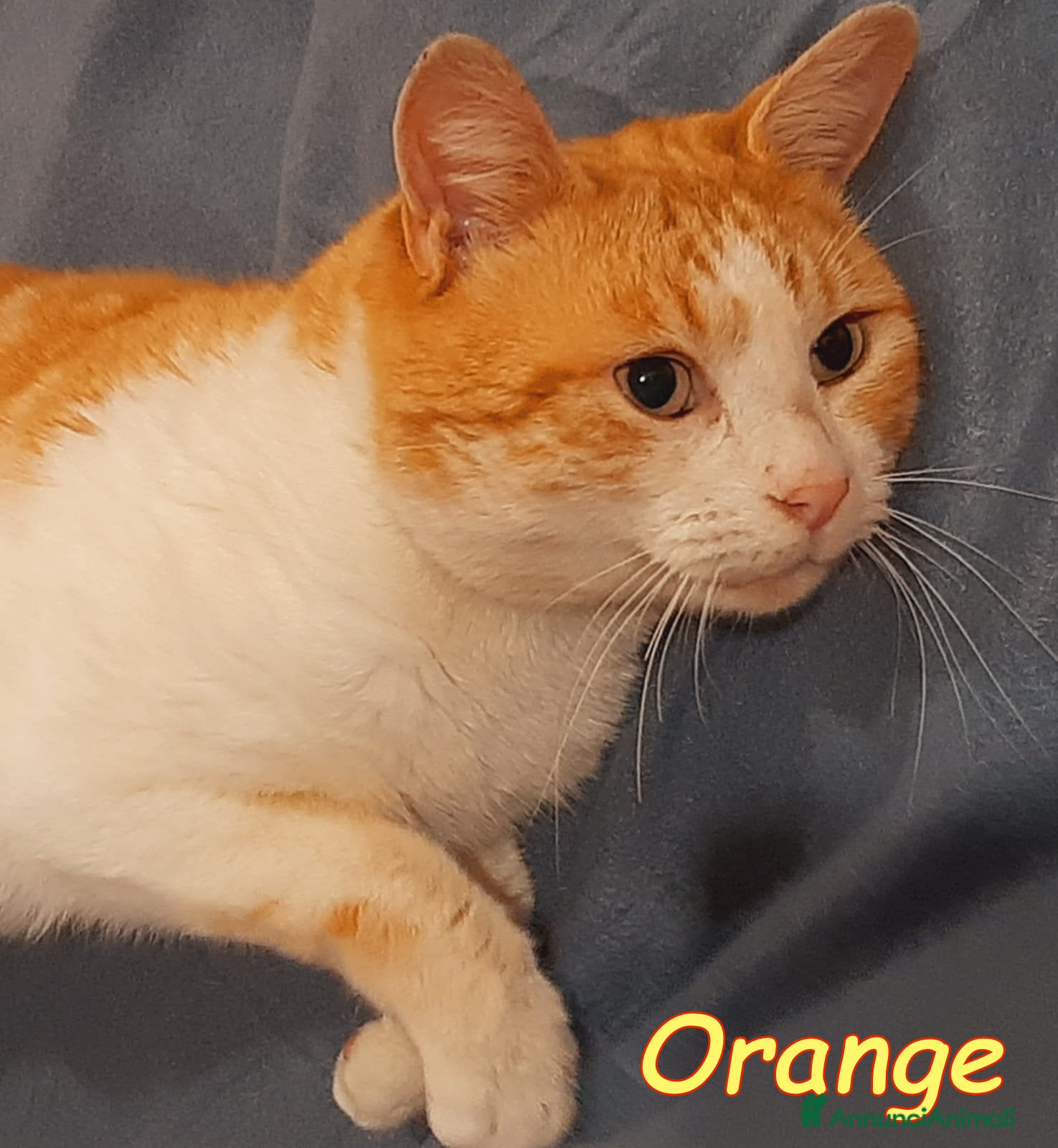 Europeo gatti ORANGE gattino fantastico - Annuncio 1