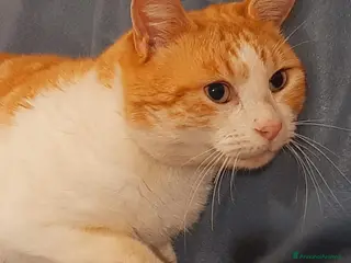 Europeo gatti ORANGE gattino fantastico - Annuncio 8