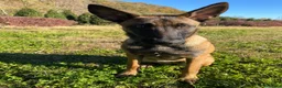 Pastore Belga cani in regalo: Adozione responsabile per Laylah a Provincia di Monza e della Brianza - Annuncio 9