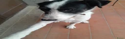Meticcio cani in regalo: Snopopy bellissimo e dolcissimo spinoncino a Provincia di Bergamo - Annuncio 4