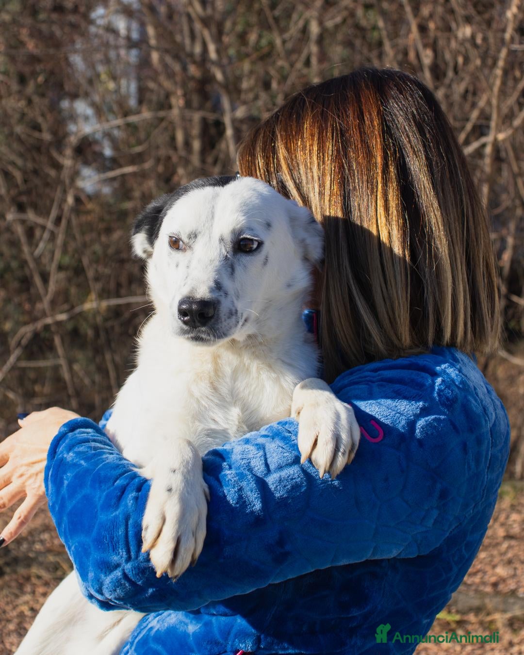 Altre razze cani in regalo: ercolino e gigina - Annuncio 5