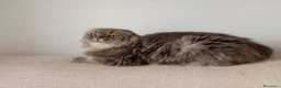 Scottish gatti in regalo: Scottish Highland adulto - Annuncio 3