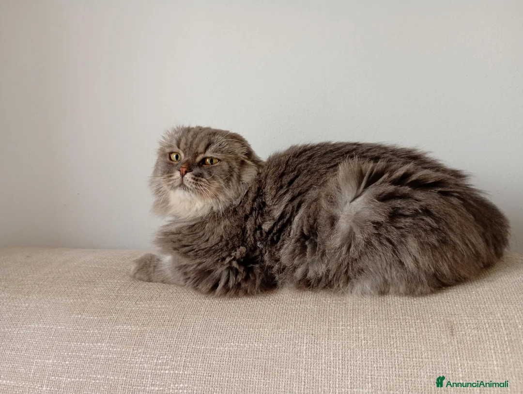 Scottish gatti in regalo: Scottish Highland adulto - Annuncio 3