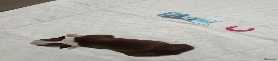 American Staffordshire Cucciolo 5
