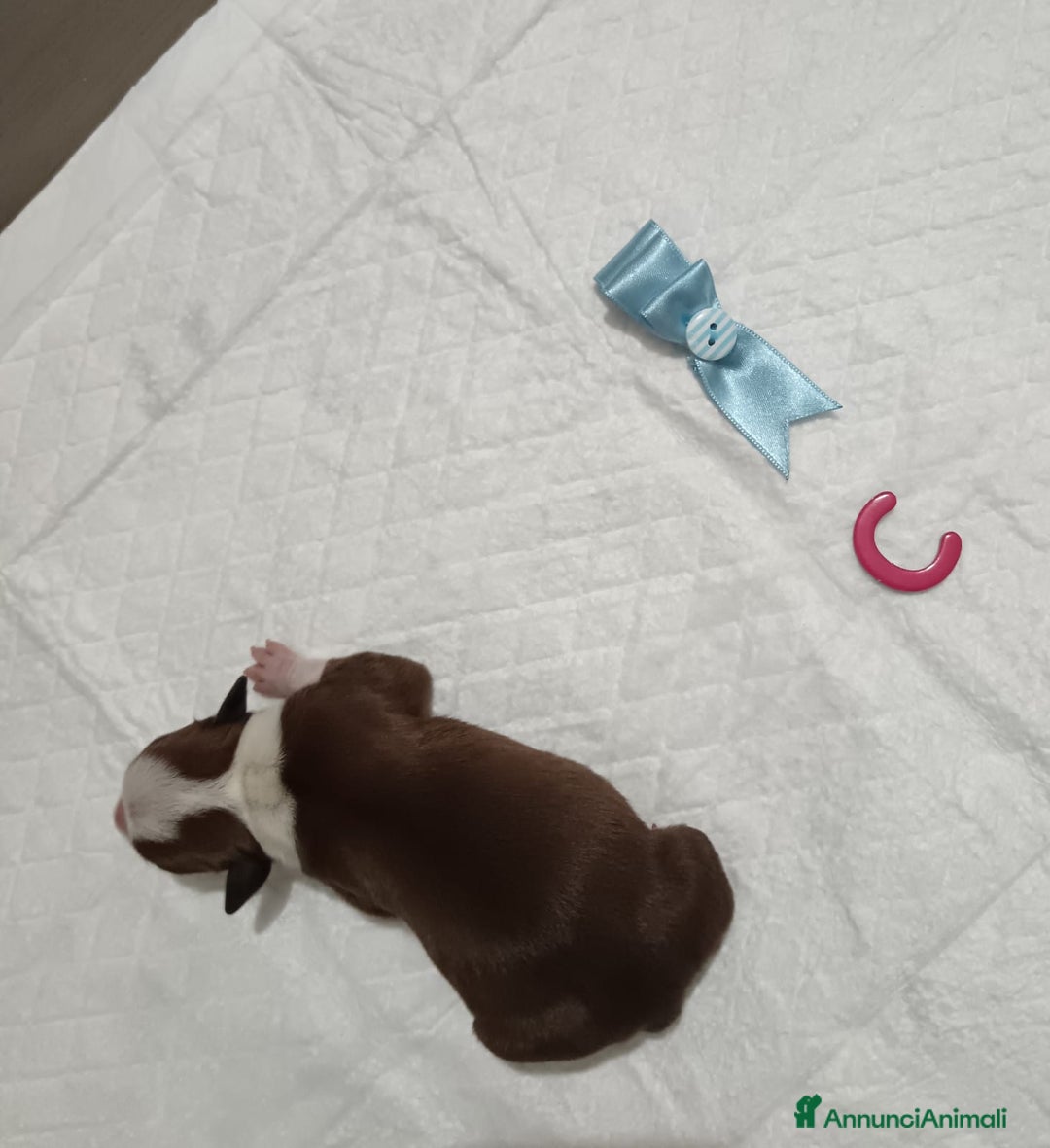 American Staffordshire cani in vendita: AMSTAFF DISPONIBILI  a Provincia del Sud Sardegna - Immagine 3