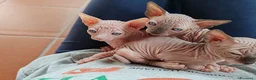Sphynx gatti in vendita: Cuccioli Canadian Sphynx  - Annuncio 6