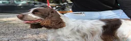 Cocker cani per accoppiamento: Cocker spaniel disponibile per monta a Provincia di Perugia - Annuncio 2