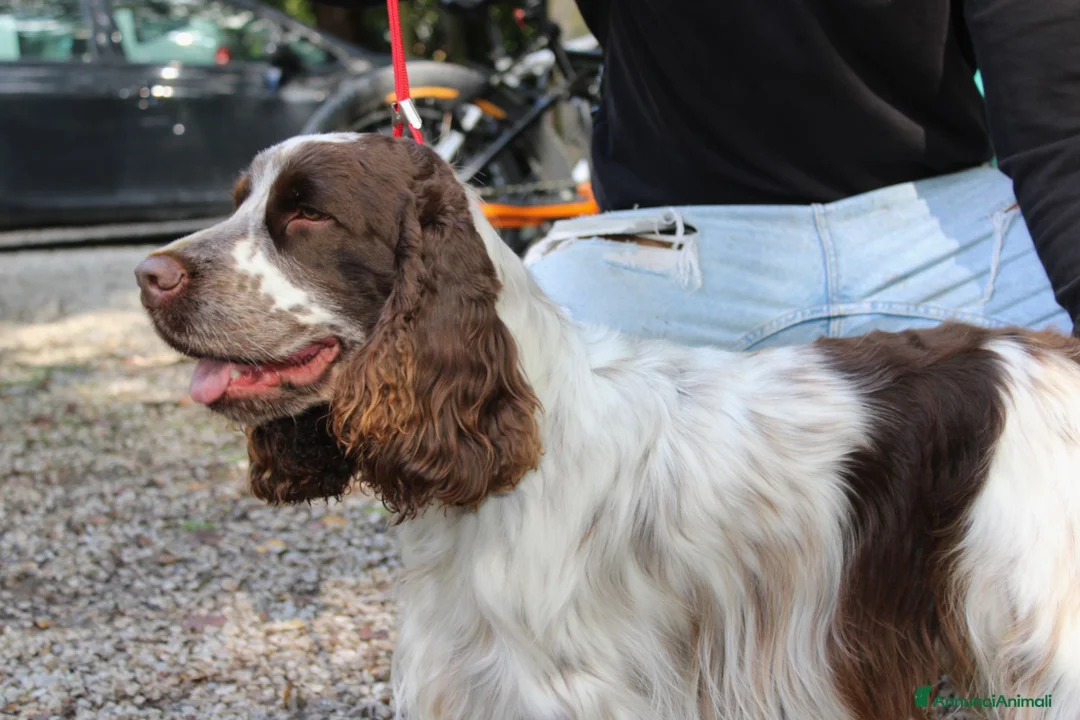 Cocker cani per accoppiamento: Cocker spaniel disponibile per monta a Provincia di Perugia - Annuncio 2