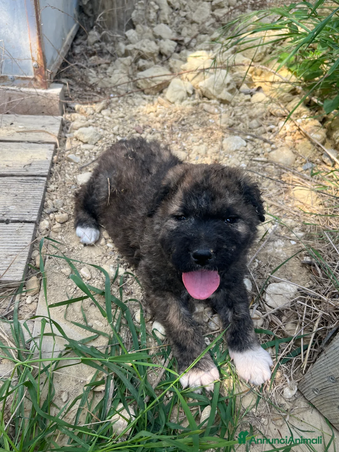 Meticcio cani in vendita: Cuccioli incrocio maremmano e pastore belga - Annuncio 2
