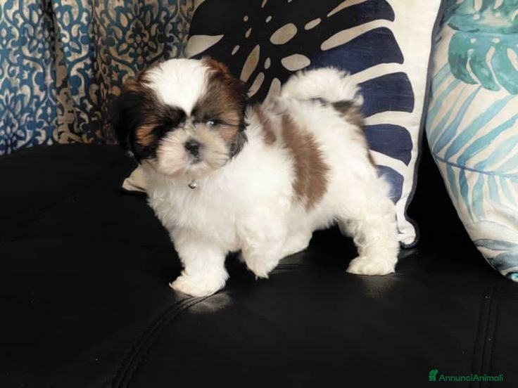Shih Tzu cani Cuccioli di Shih Tzu - Annuncio 1