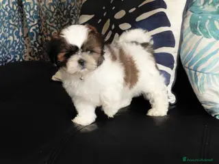 Shih Tzu cani Cuccioli di Shih Tzu - Annuncio 1