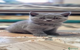 British gatti in vendita: Cucciola di British Shortair Blue a Città Metropolitana di Torino - Immagine 3