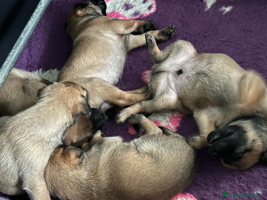 Pastore Belga cani in vendita: Cuccioli pastore belga Malinois  - Annuncio 8