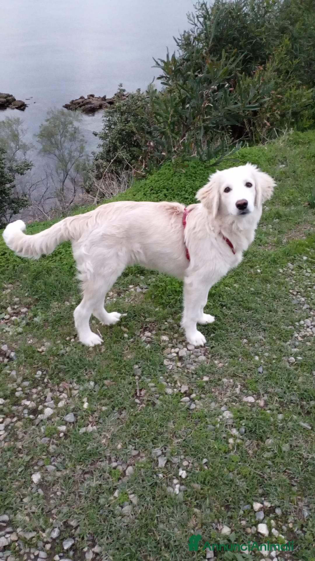 Meticcio cani in regalo: Toby in tutto il suo splendore - Annuncio 6