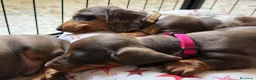 Bassotto cani in vendita: CUCCIOLI DI BASSOTTO NANO  - Annuncio 4