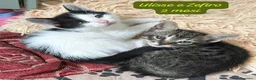 Europeo gatti in regalo: Gattini destinati alla colonia  a Provincia di Ferrara - Annuncio 10