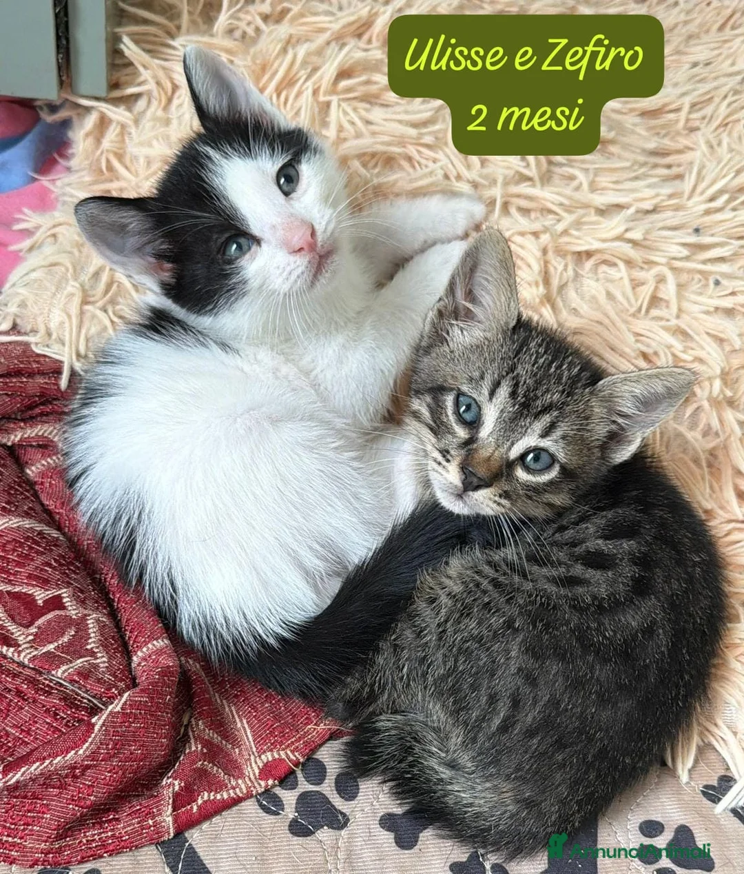 Europeo gatti in regalo: Gattini destinati alla colonia  a Provincia di Ferrara - Annuncio 10