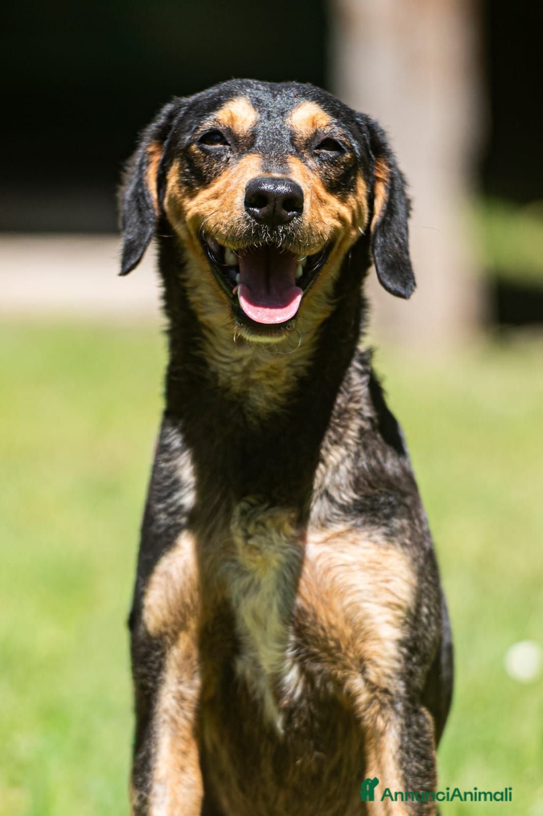 Meticcio cani LULU' TRADITA DA CHI PIU' AMAVA, IN ADOZIONE - Annuncio 26