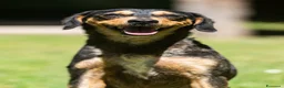 Meticcio cani in regalo: LULU' TRADITA DA CHI PIU' AMAVA, IN ADOZIONE - Annuncio 1
