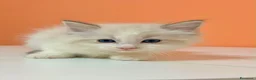 Ragdoll gatti in vendita: cuccioli di ragdoll - Annuncio 18