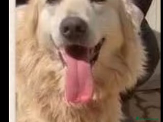 Meticcio cani Mix Golden 6anni nessuno l ha mai voluto.CALABRIA a Città metropolitana di Milano - Annuncio 37