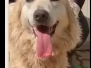 Meticcio cani Mix Golden 6anni nessuno l ha mai voluto.CALABRIA a Città metropolitana di Milano - Annuncio 2