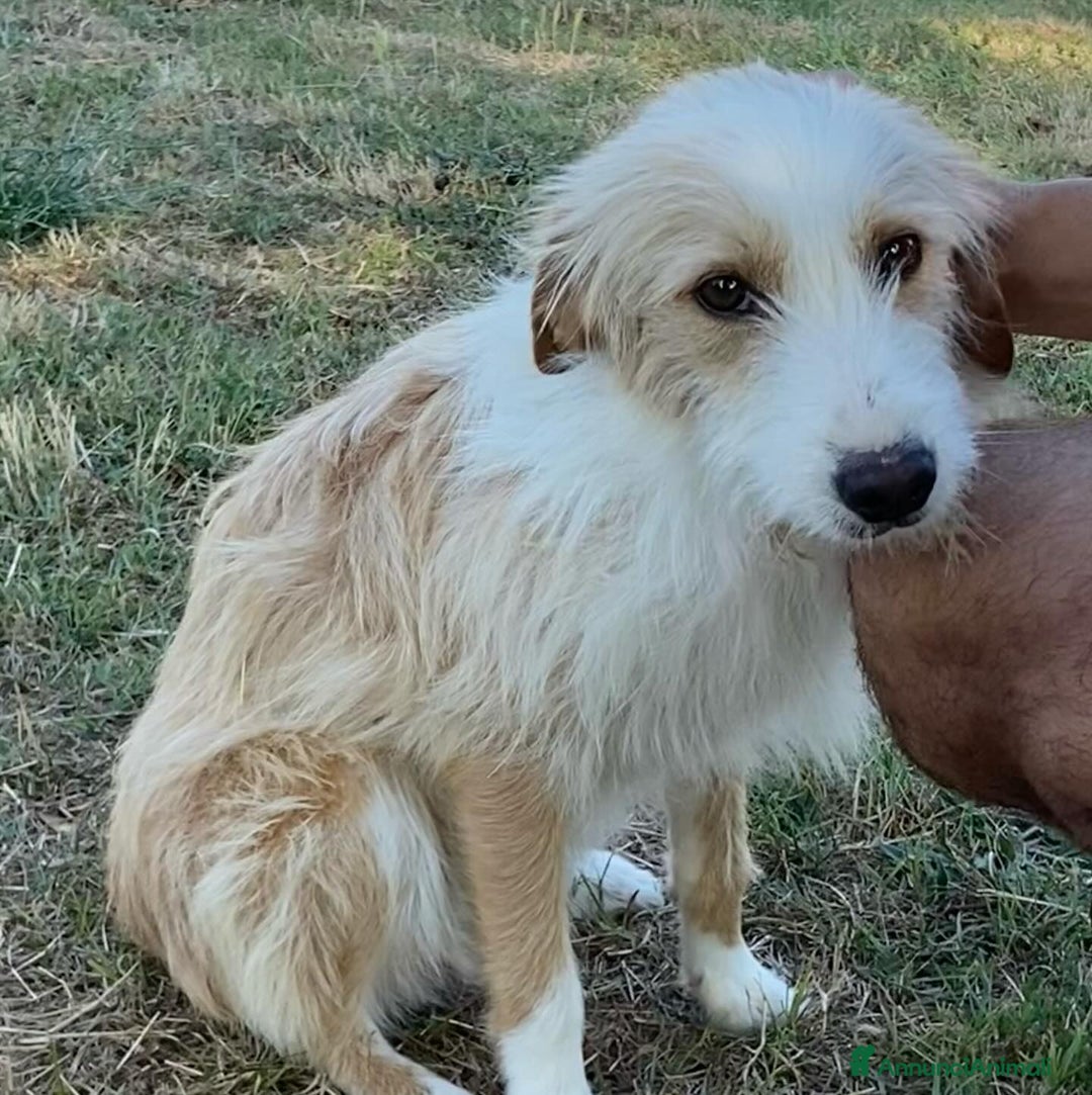 Meticcio cani in regalo: Leone spinoncino cerca adozione - 3 anni - Annuncio 2