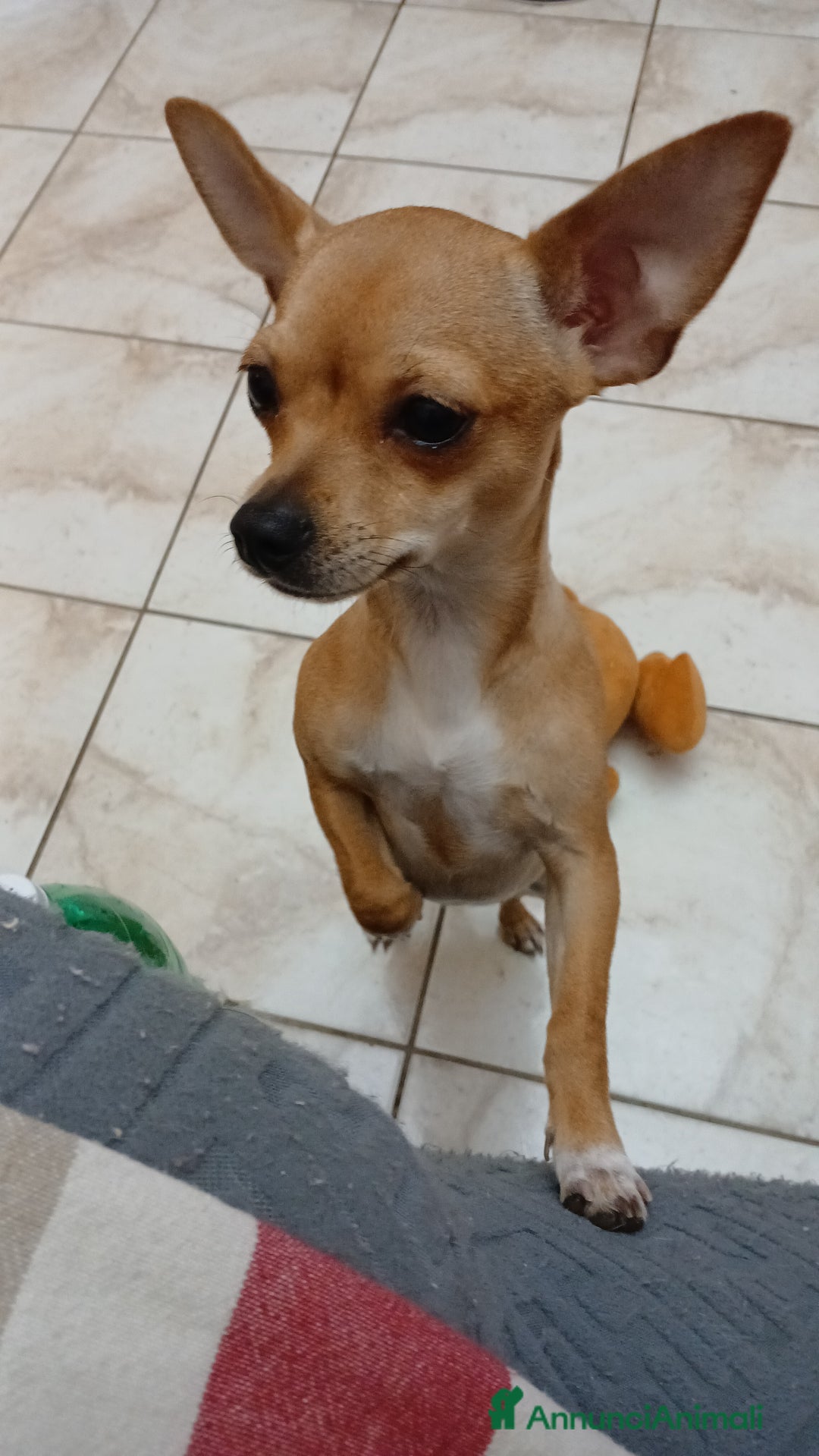 Chihuahua cani in vendita: Cuccioli di Chihuahua - Annuncio 6