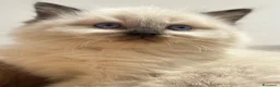 Ragdoll gatti in vendita: Ragdoll con pedigree  - Annuncio 25