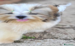 Shih Tzu cani in vendita: Shih-tzu cuccioli  - Immagine 2