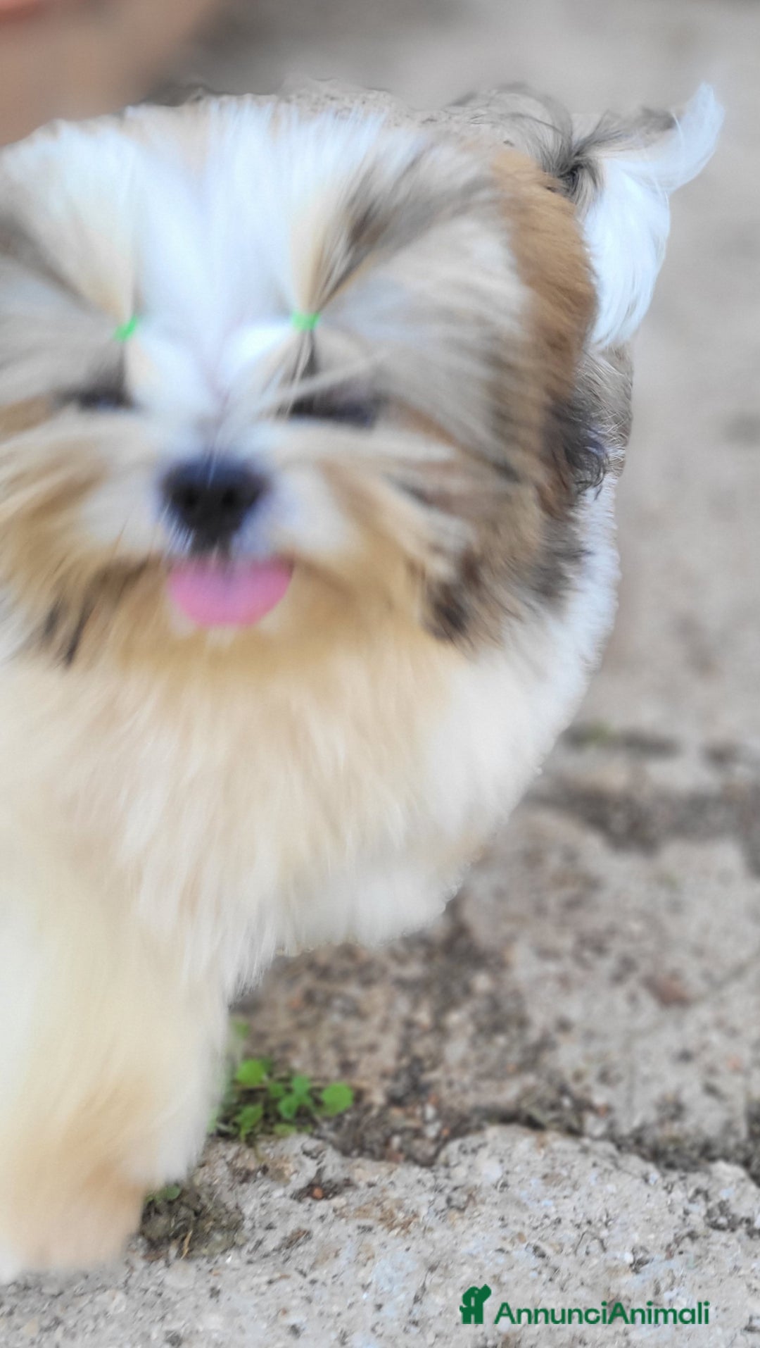 Shih Tzu cani in vendita: Shih-tzu cuccioli  - Immagine 2