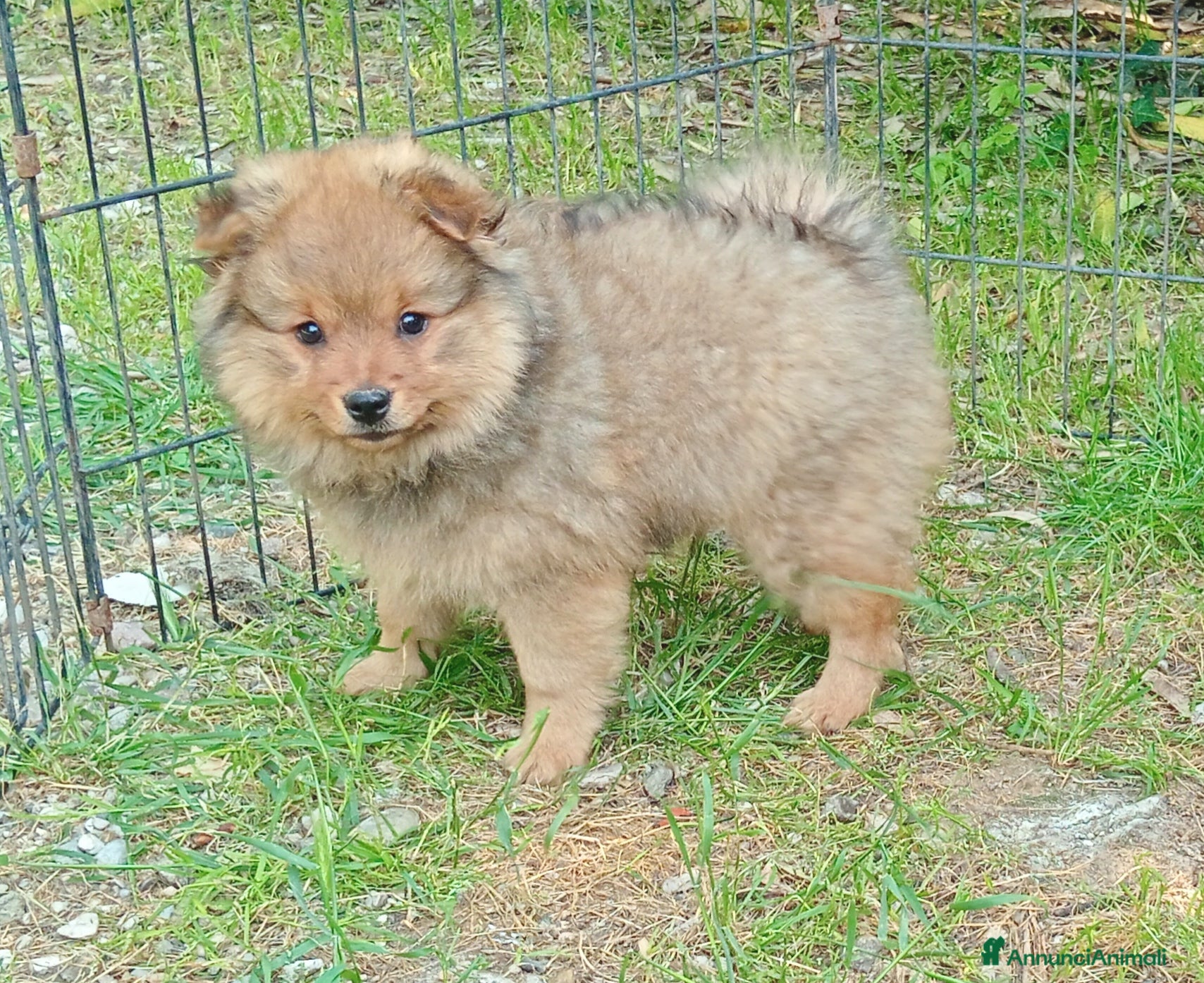 Spitz cani Cuccioli spitz piccolo  - Annuncio 1