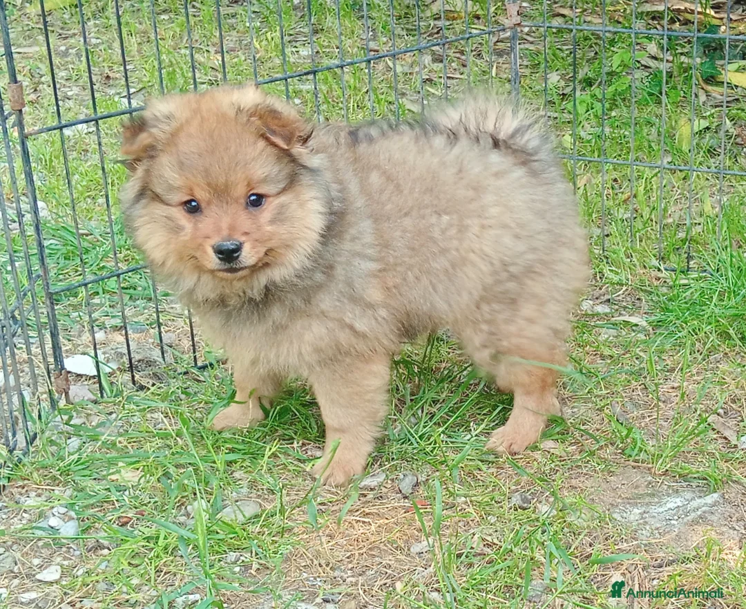 Spitz cani in vendita: Cuccioli spitz piccolo  - Annuncio 1