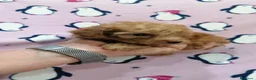 Barboncino Toy cani in vendita: Barbonicini Toy cuccioli - Annuncio 8