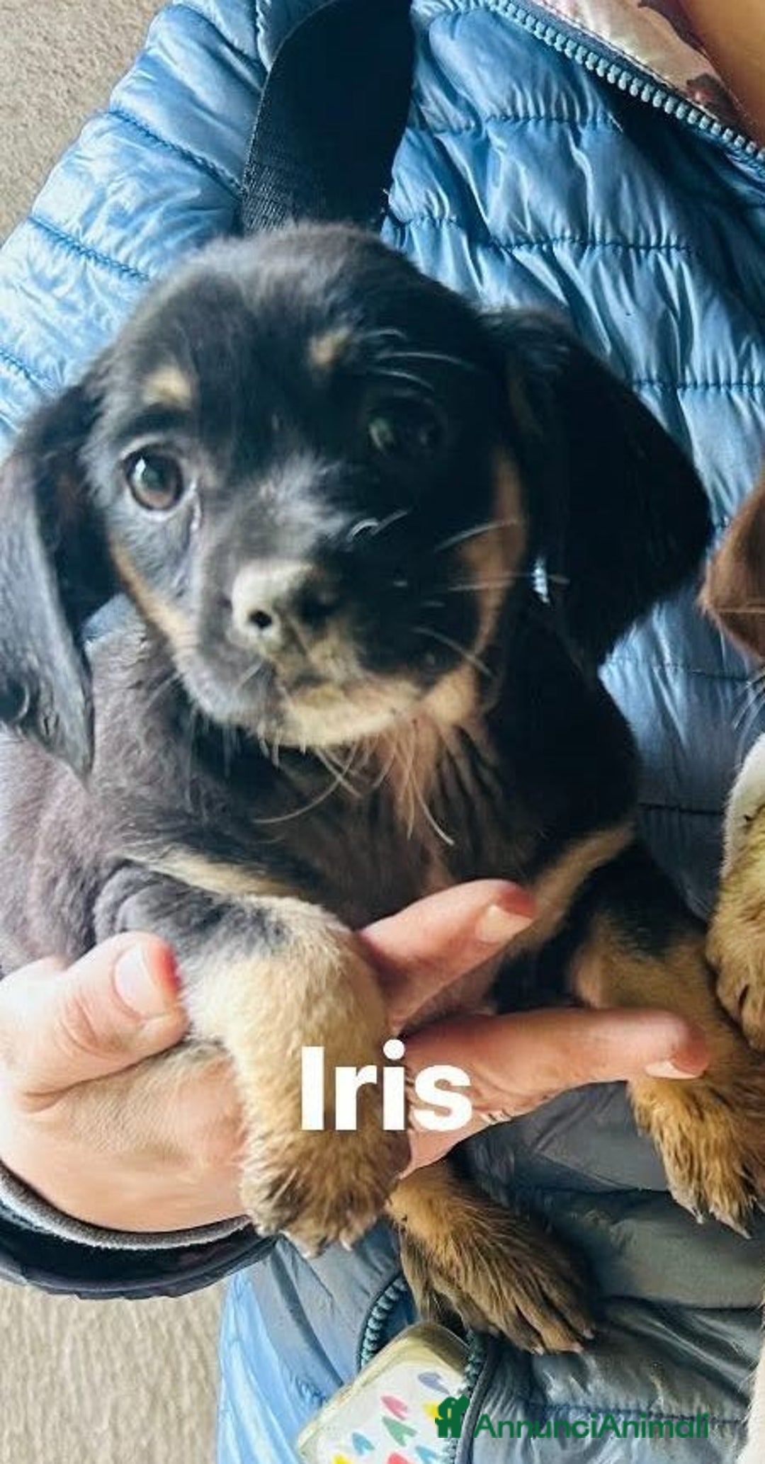 Meticcio cani in regalo: CUCCIOLA TG P - Annuncio 3