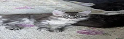 Maine Coon gatti in vendita: Meravigliosi cuccioli Maine Coon a Città metropolitana di Roma Capitale - Annuncio 4