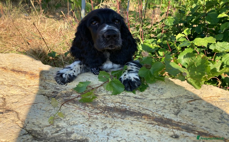 Cocker cani a Città Metropolitana di Firenze - Annuncio 7