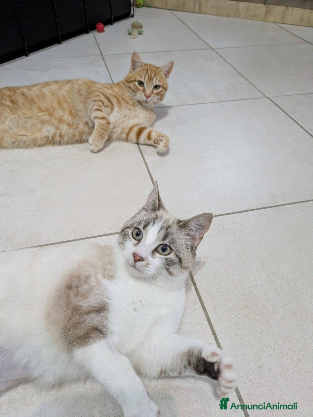 Meticcio gatti in regalo: Spritz e Bailey bellissimi mici giovanotti - Annuncio 3