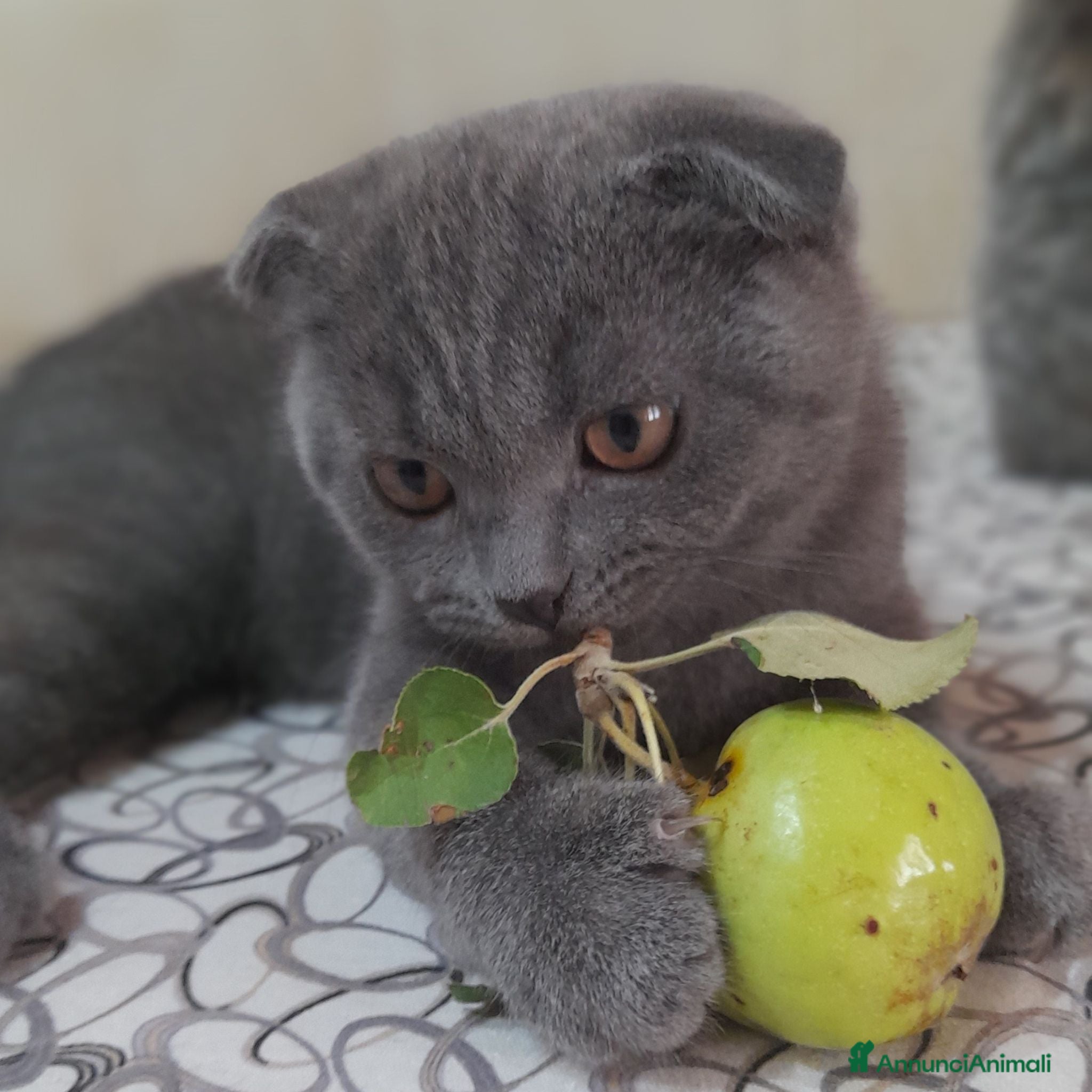 Scottish gatti Cucciolo Scottish fold  - Annuncio 9