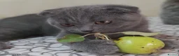 Scottish gatti in vendita: Cucciolo Scottish fold  - Annuncio 1