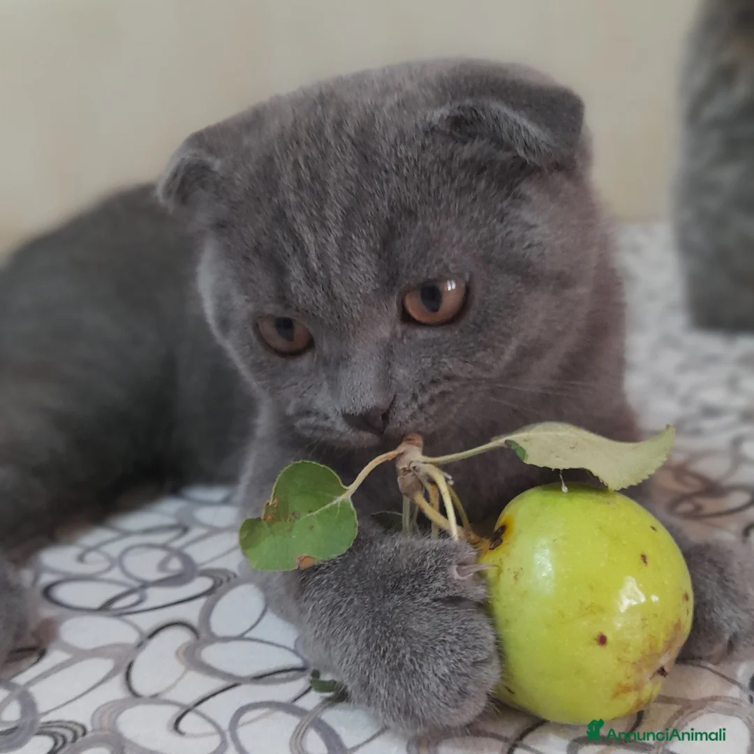 Scottish gatti in vendita: Cucciolo Scottish fold  - Annuncio 1