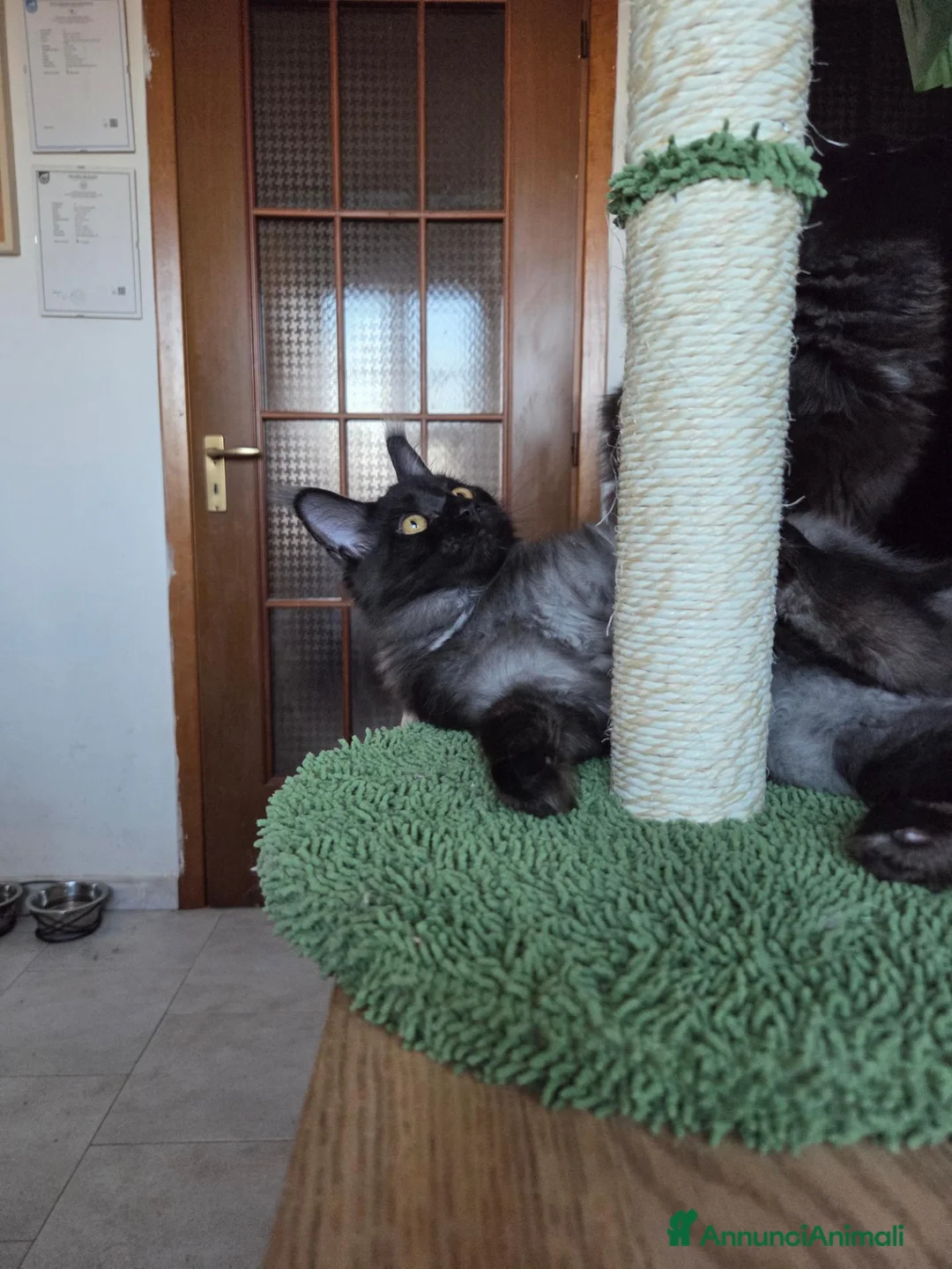 Maine Coon gatti in vendita: 2 Maschietti Maine Coon Bicolour - Annuncio 14