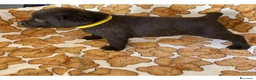 Labrador cani in vendita: Cuccioli Labrador Retriever Chocolate - Annuncio 15