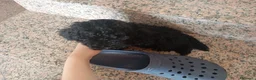 Barboncino cani in vendita: Barboncino micro - Annuncio 4
