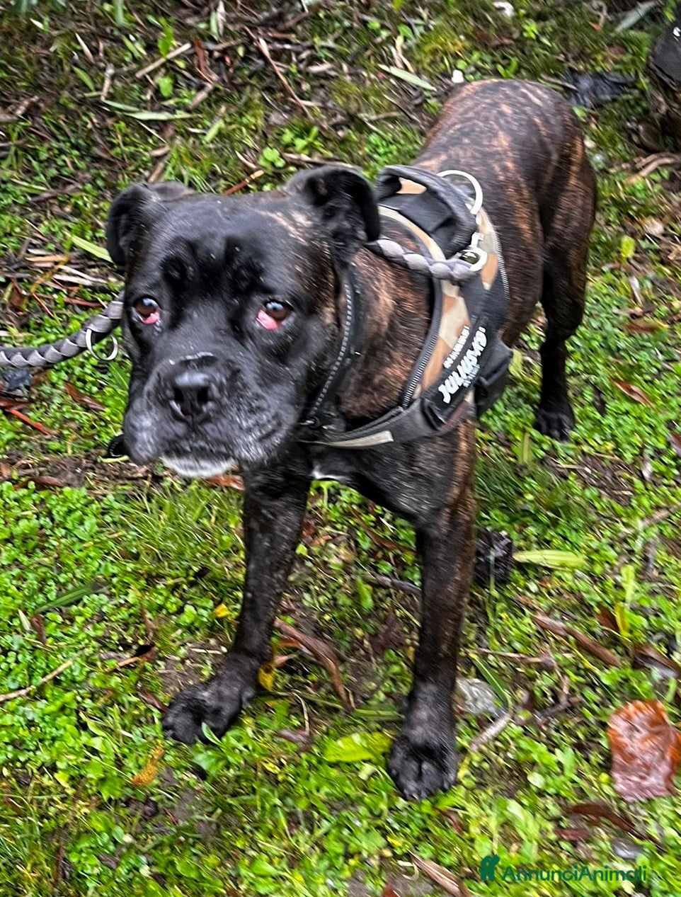 Meticcio cani CHERRY BOXER - Annuncio 1