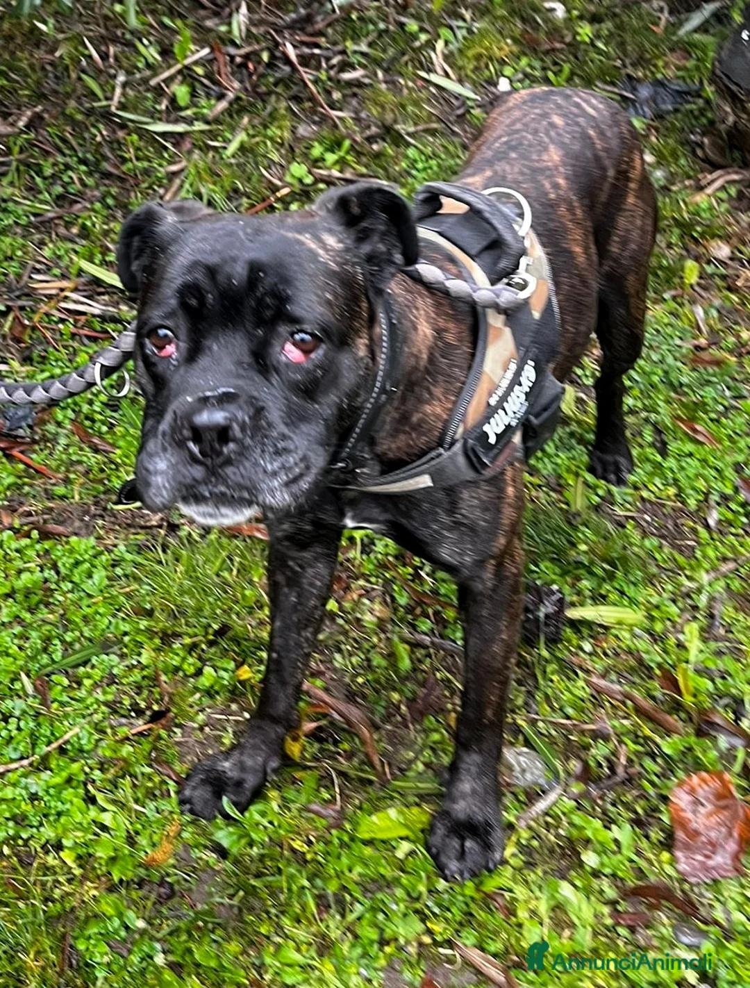Meticcio cani in regalo: CHERRY BOXER - Annuncio 1