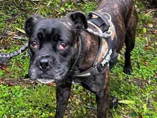 Meticcio cani CHERRY BOXER - Annuncio 16