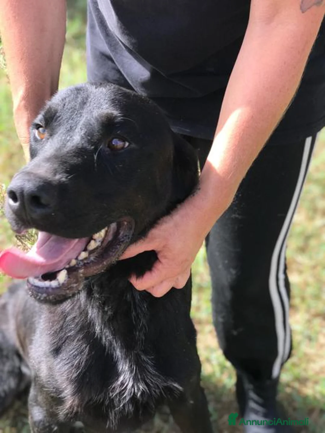 Mastino Napoletano cani in regalo: NOwhite, simil mastino a Provincia di Latina - Annuncio 10