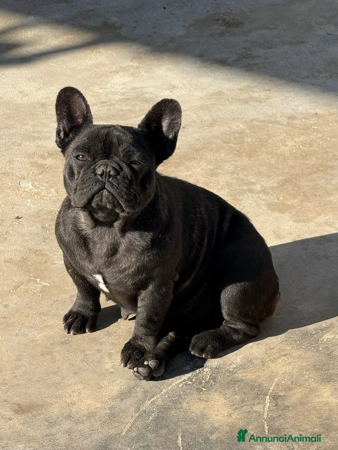 Bulldog Francese cani in vendita: Cuccioli di Buldog francese con pedigree  - Annuncio 2